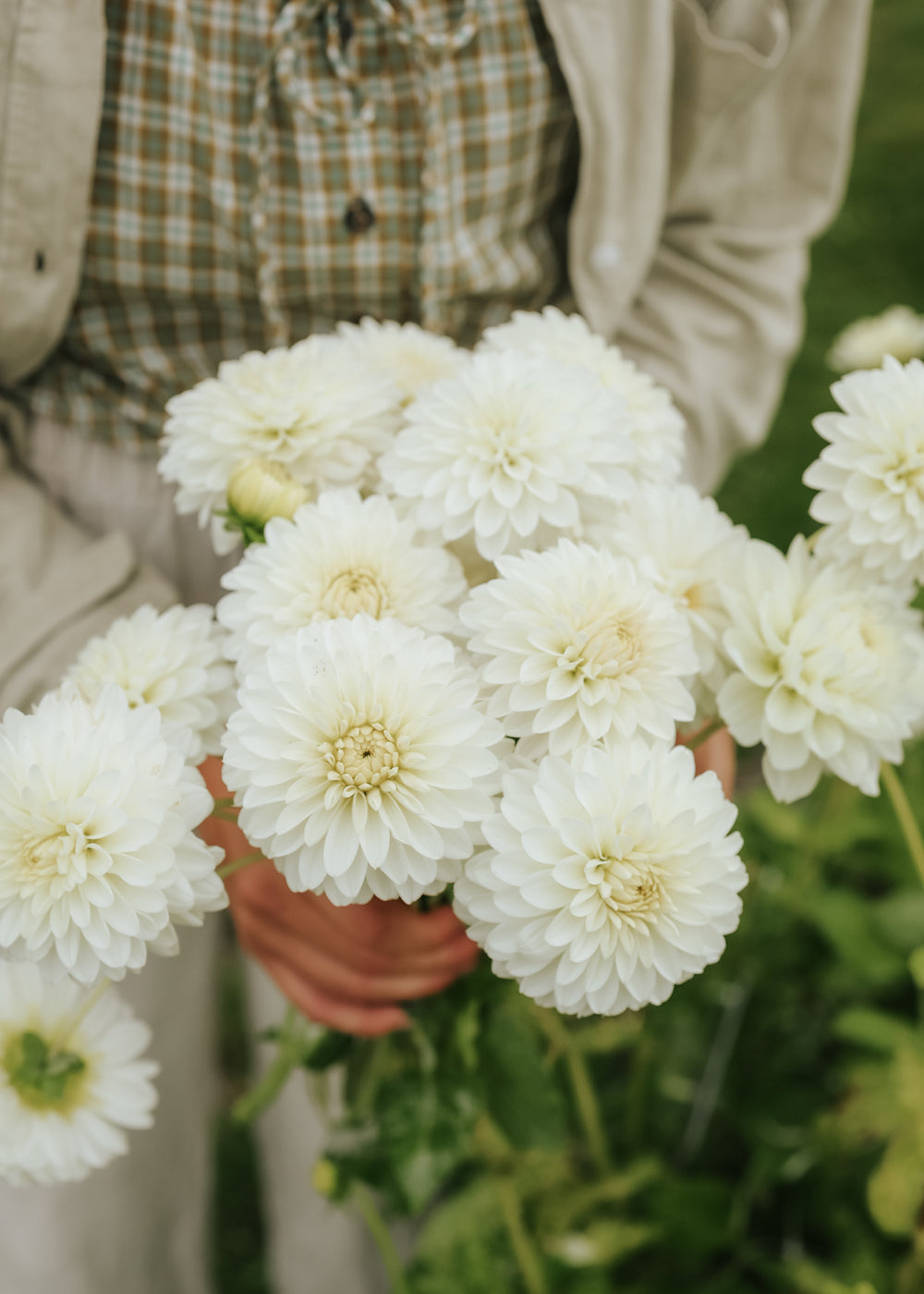Dahlia - White Aster