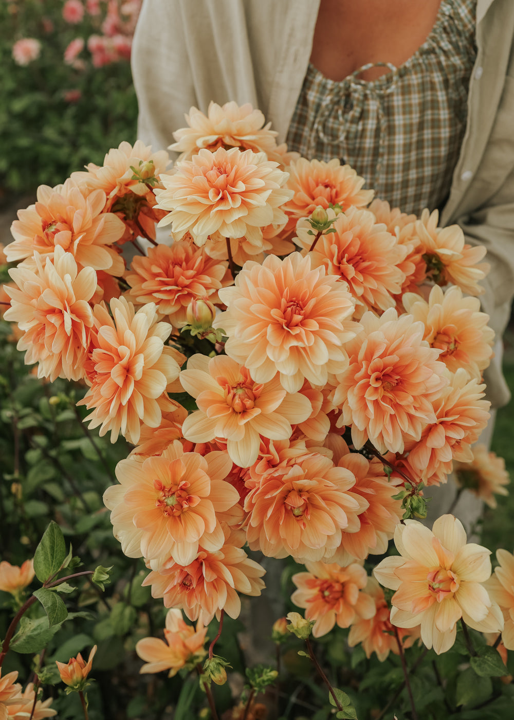 Dahlia - Apricot Desirée