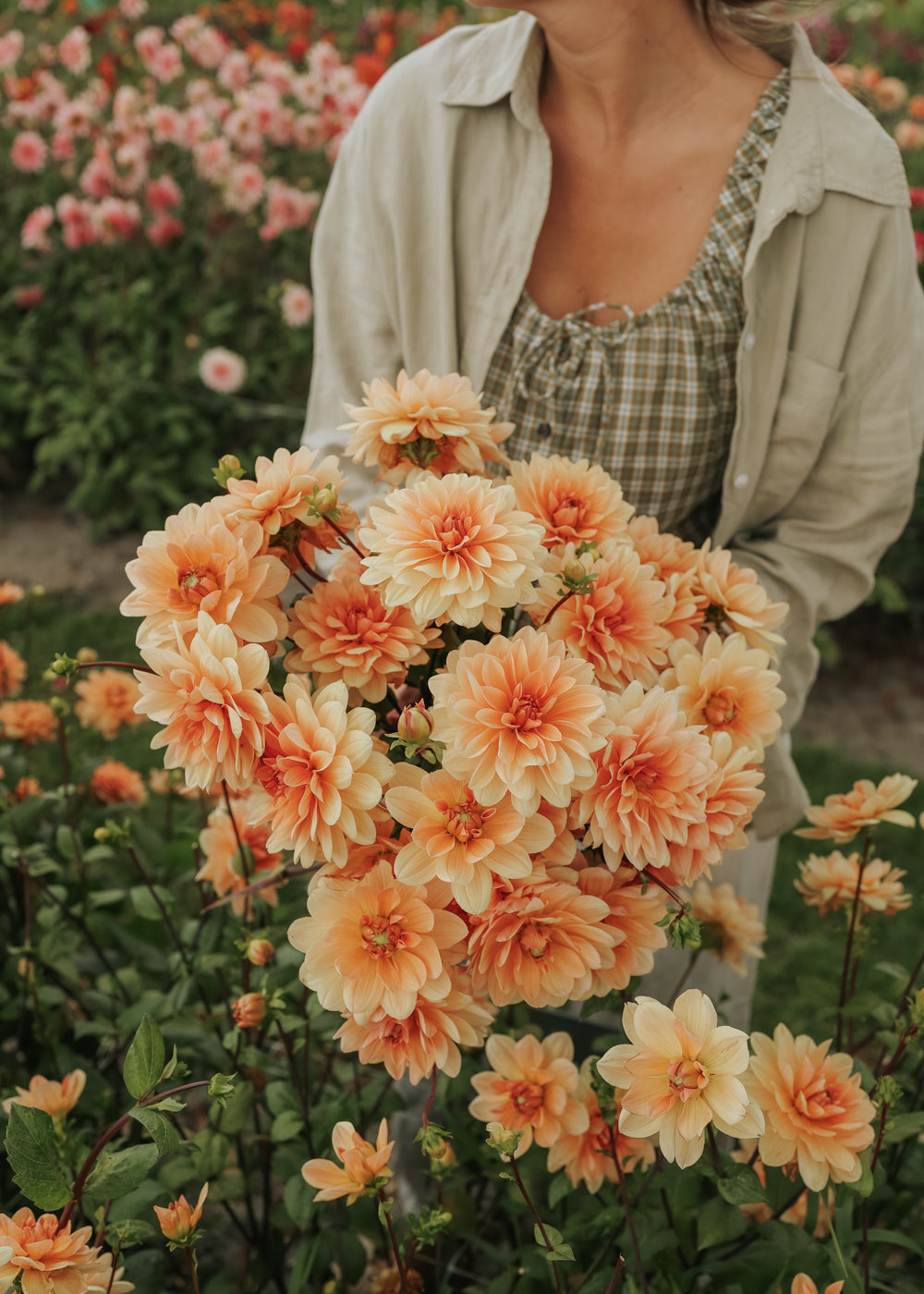Dahlia - Apricot Desirée