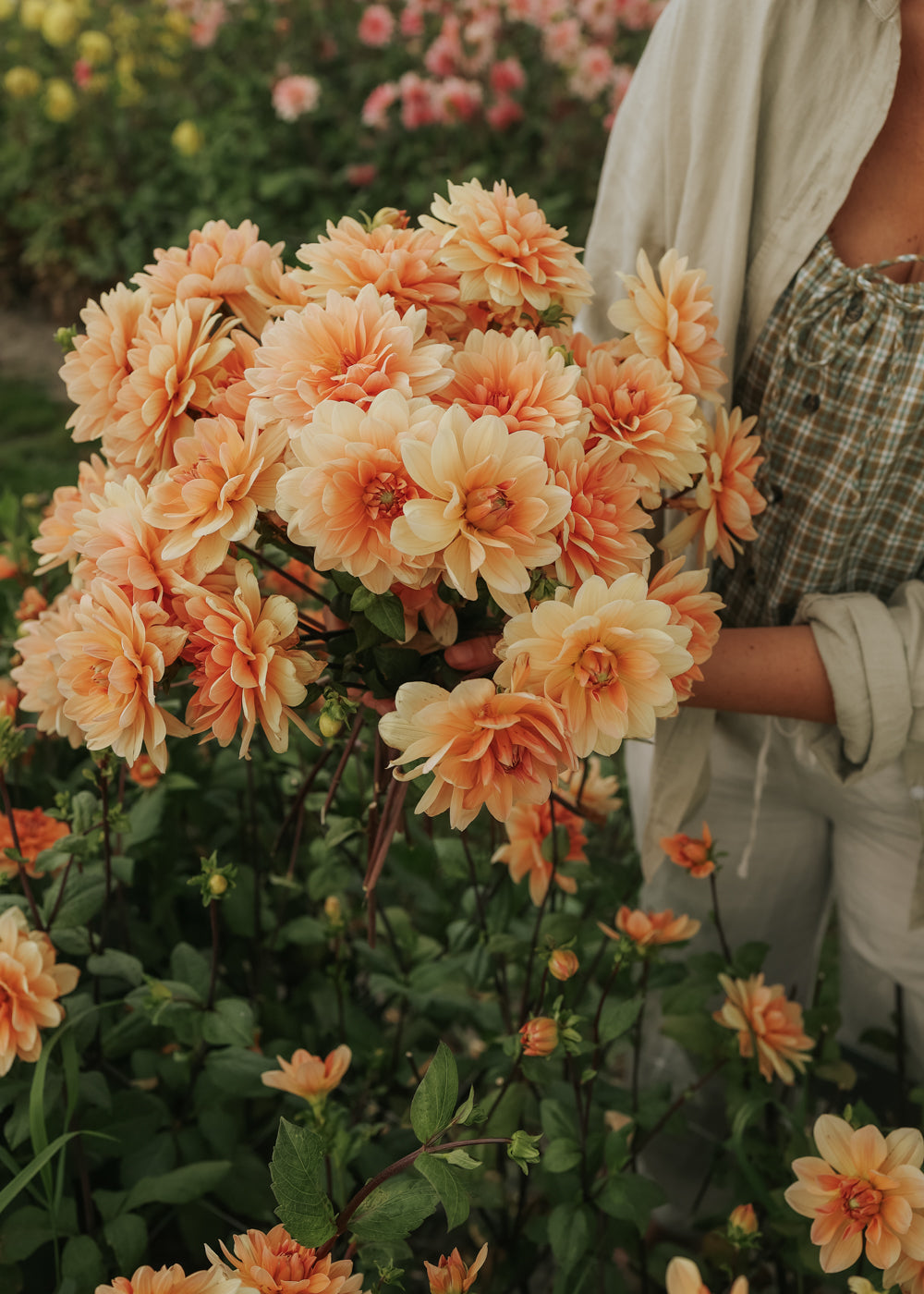 Dahlia - Apricot Desirée