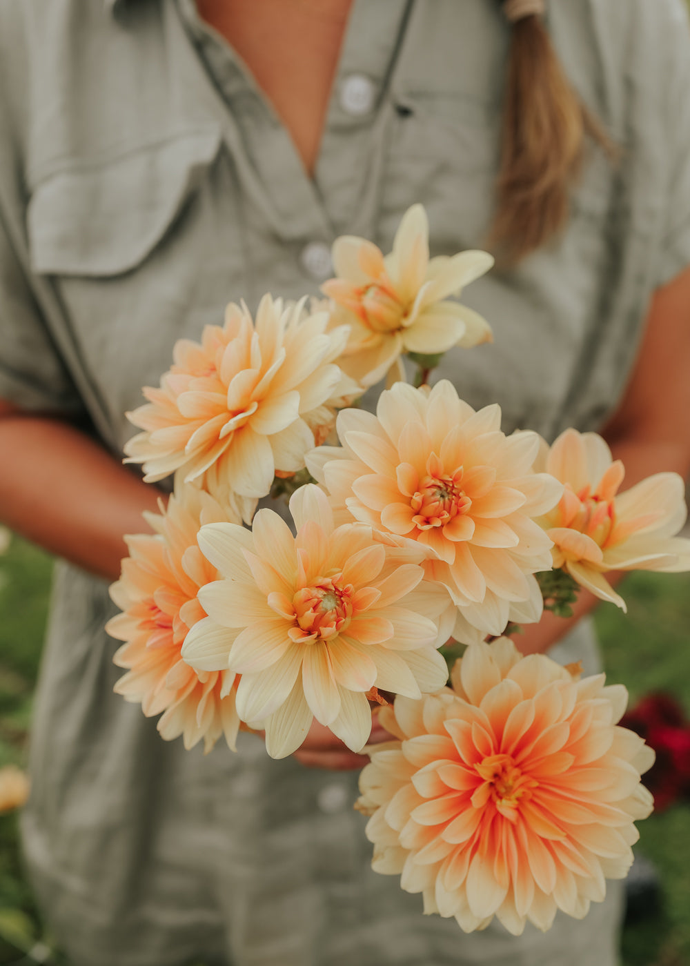Dahlia - Apricot Desirée