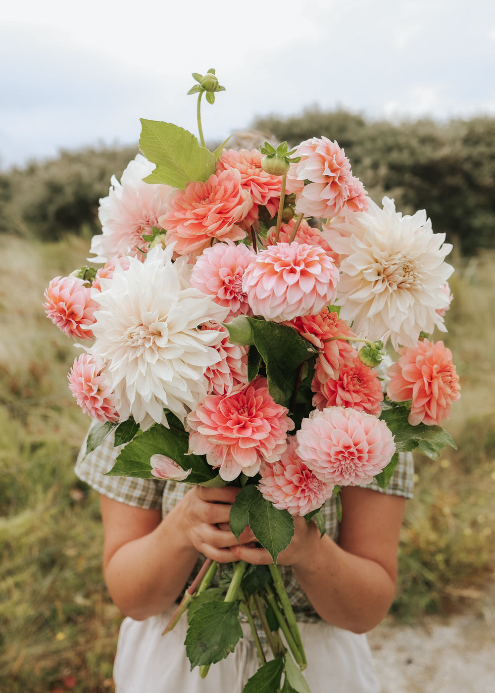 Dahlia - Pastel Collection