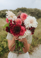 Dahlia - Sunset Collection