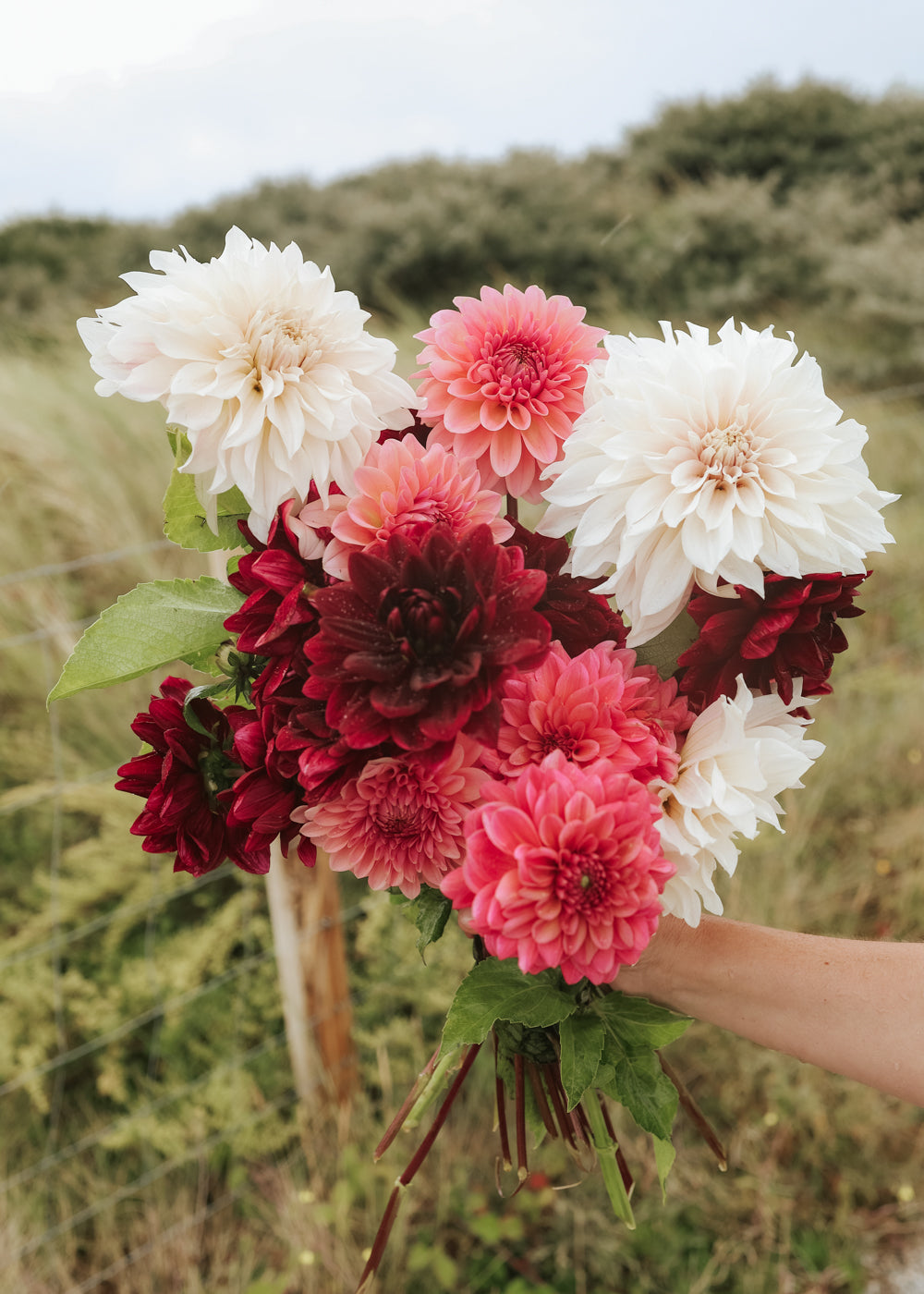 Dahlia - Sunset Collection