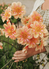 Dahlia - Campus