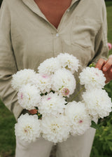 Dahlia - Eveline
