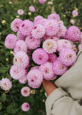 Dahlia - Genova
