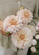 Dahlia - Glossy Olivia