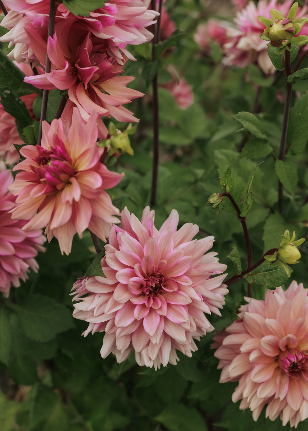 Dahlia - La Belle Epoque