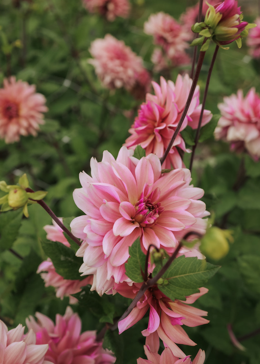 Dahlia - La Belle Epoque