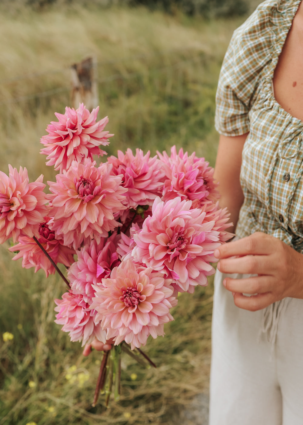Dahlia - La Belle Epoque