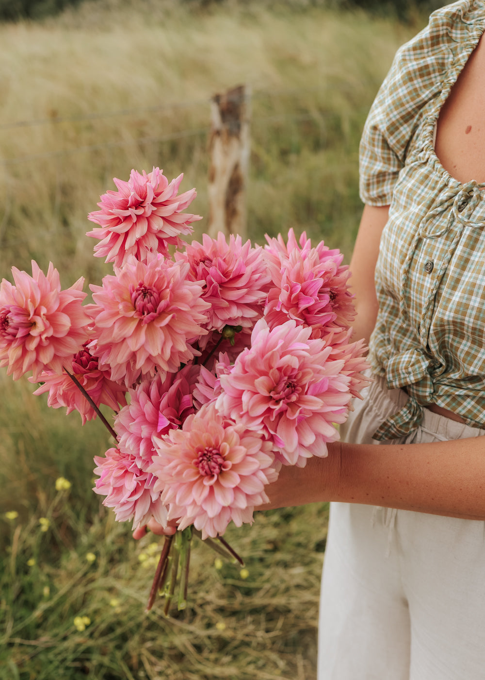 Dahlia - La Belle Epoque