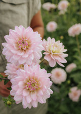 Dahlia - Lady Kate