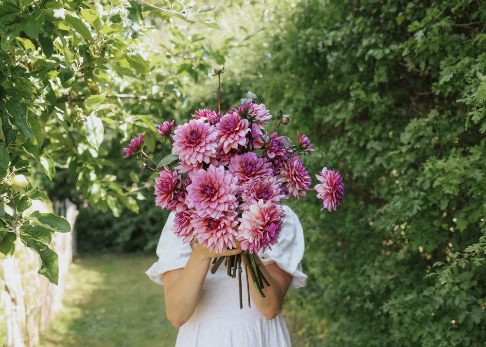 Dahlia - Molly Raven