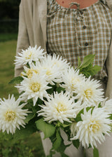 Dahlia - My Love