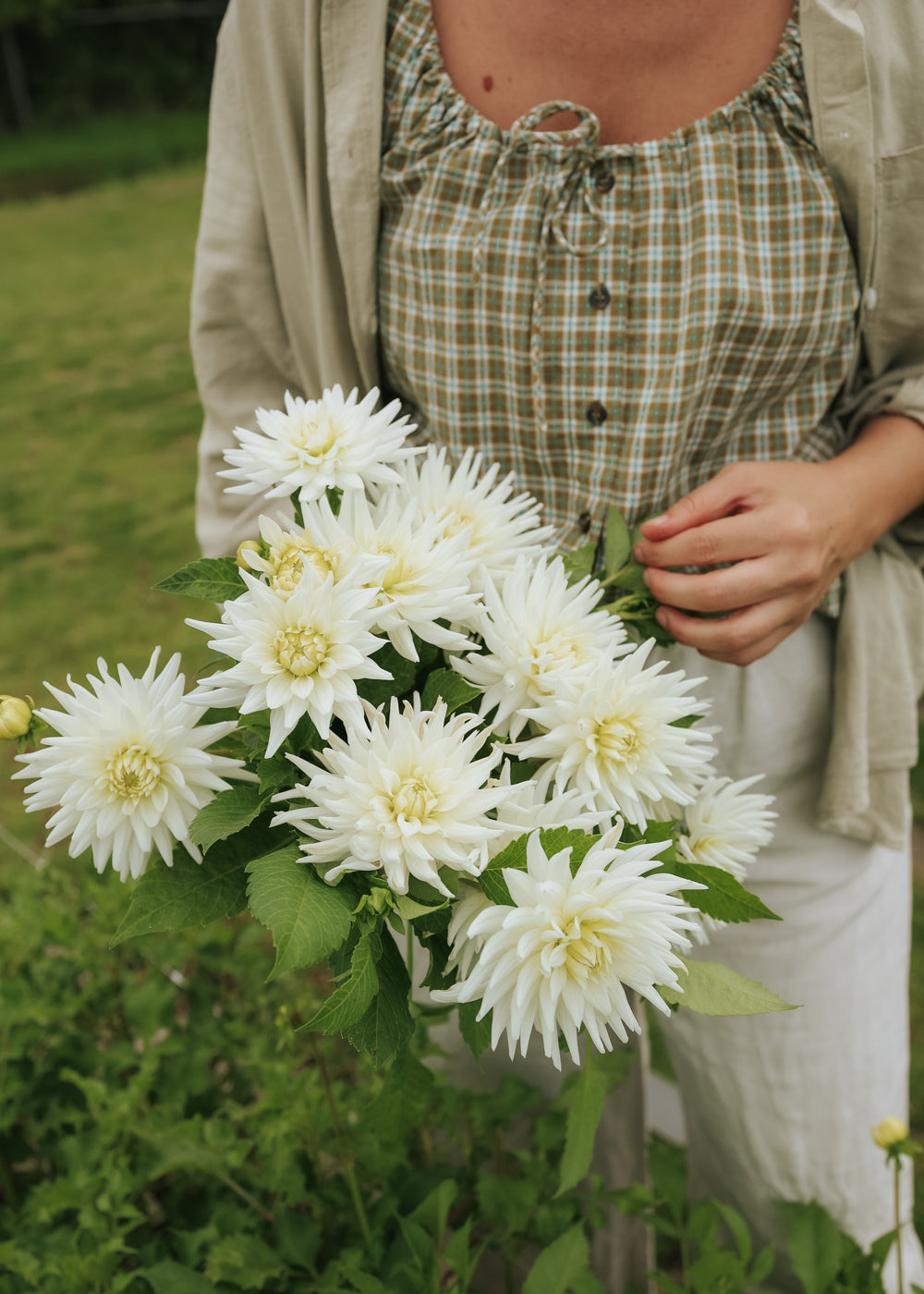 Dahlia - My Love - Buy tubers online – Florea Garden