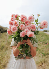 Dahlia - Peaches