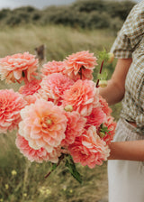 Dahlia - Rosario