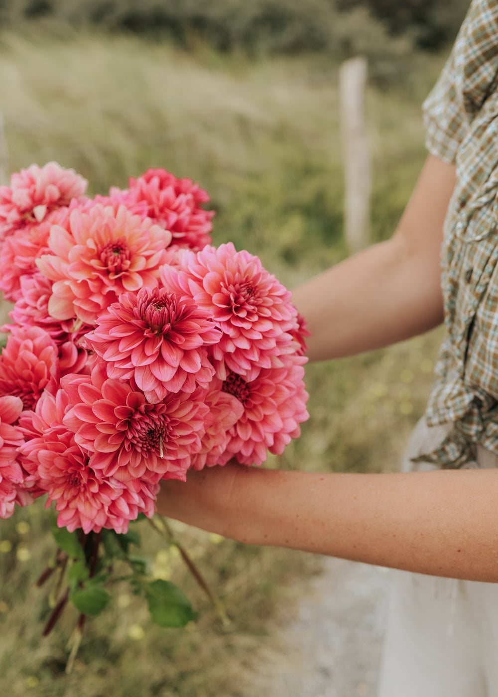 Dahlia - Salmon Runner