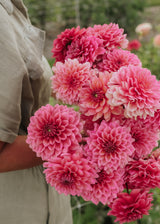 Dahlia - Salmon Runner