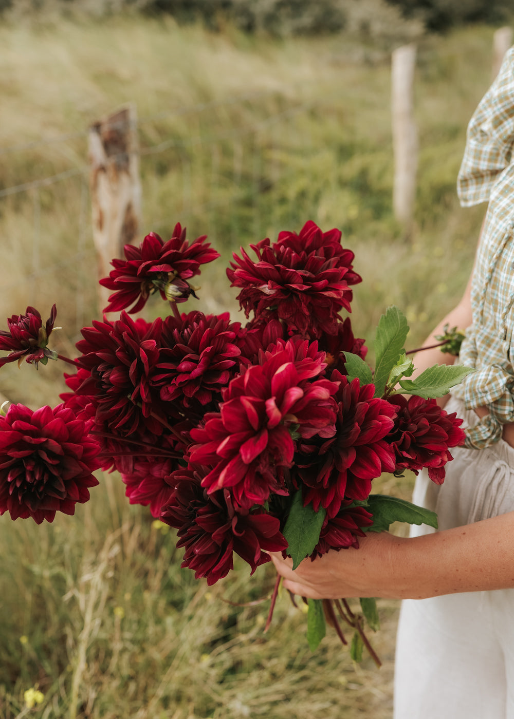 Dahlia - Sam Hopkins