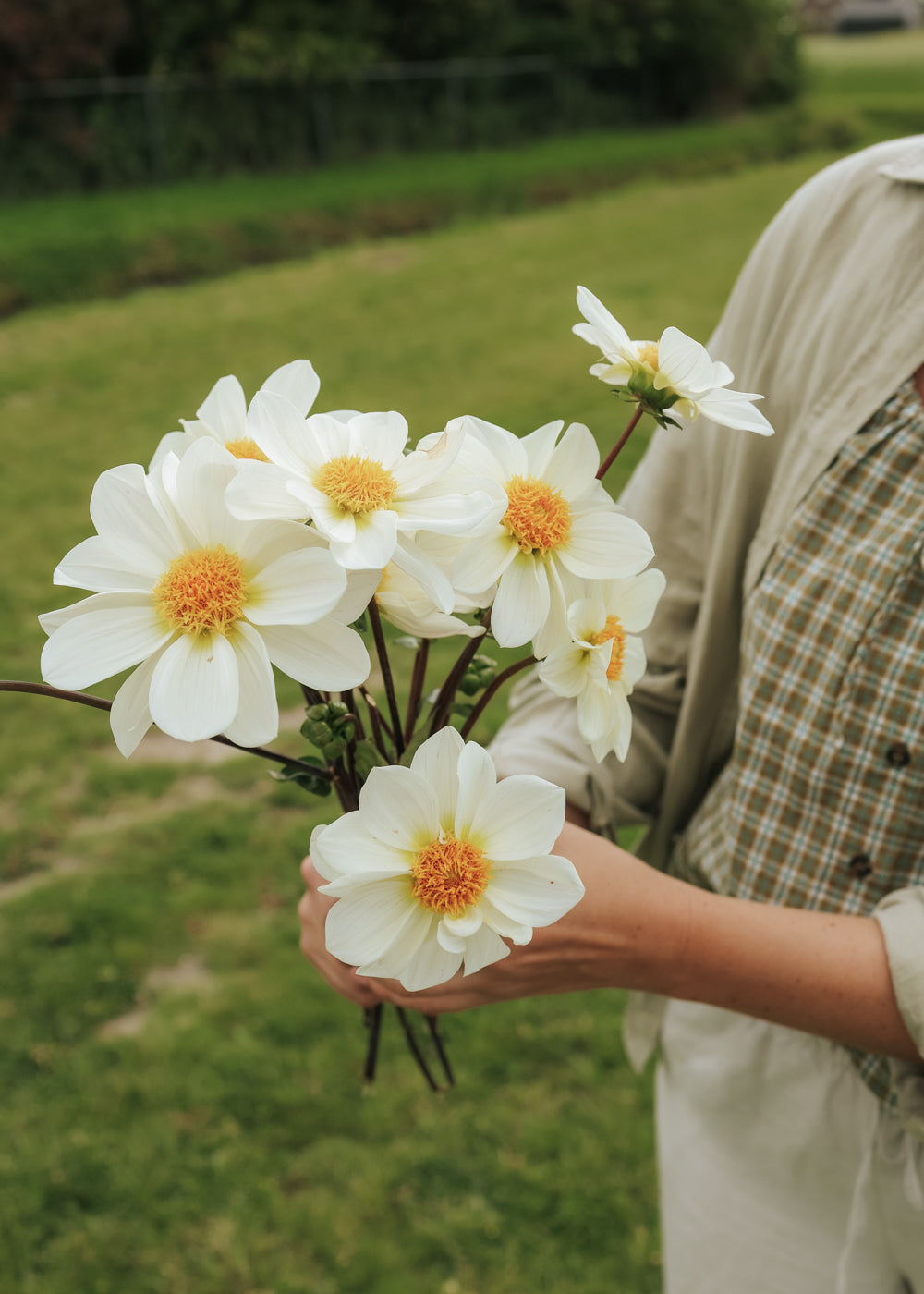 Dahlia - White Emperor