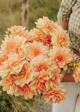Dahlia - Yvonne