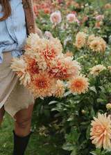 Dahlia - Hercules