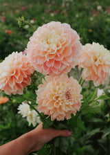 Dahlia - Honey Dew