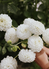 Dahlia - Ice Baby