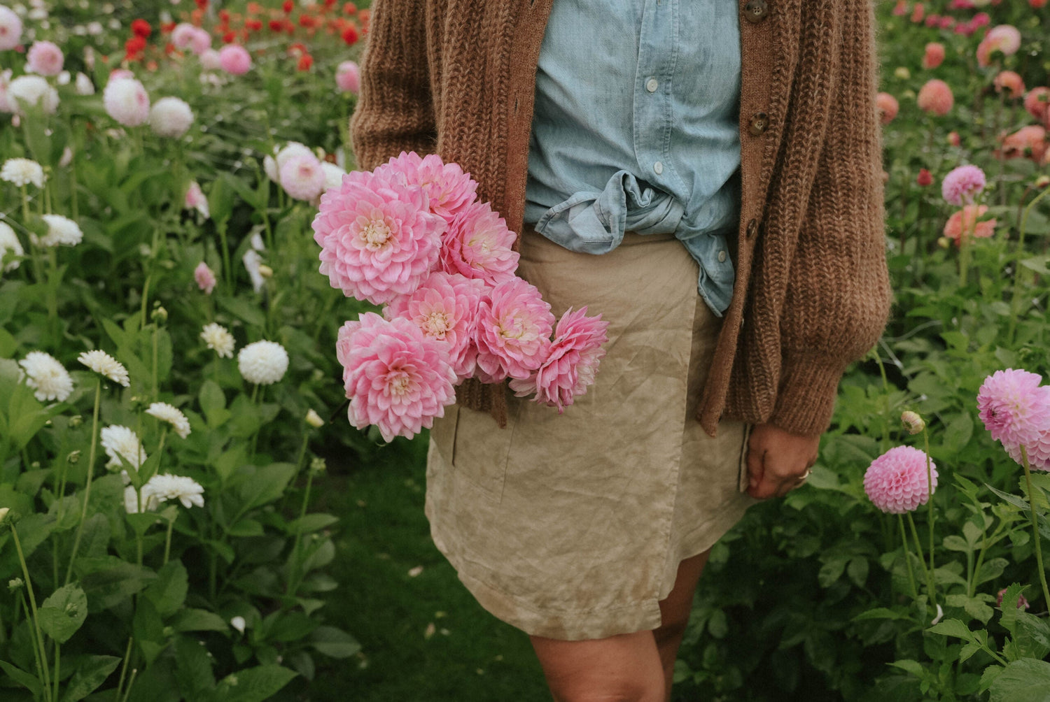 Dahlia - Karma Prospero