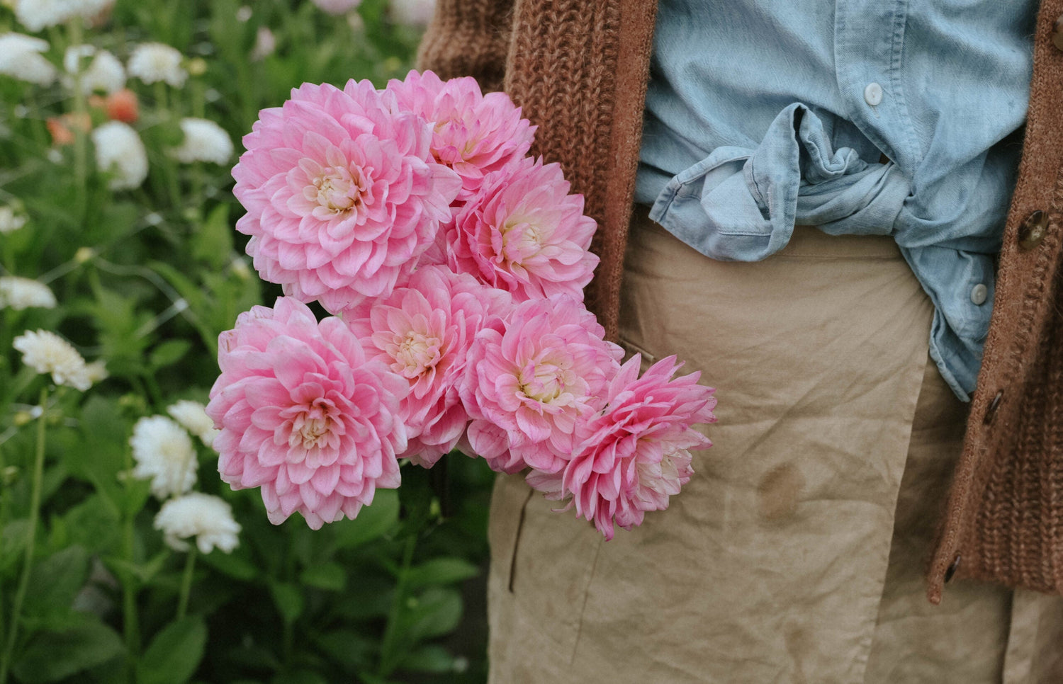 Dahlia - Karma Prospero