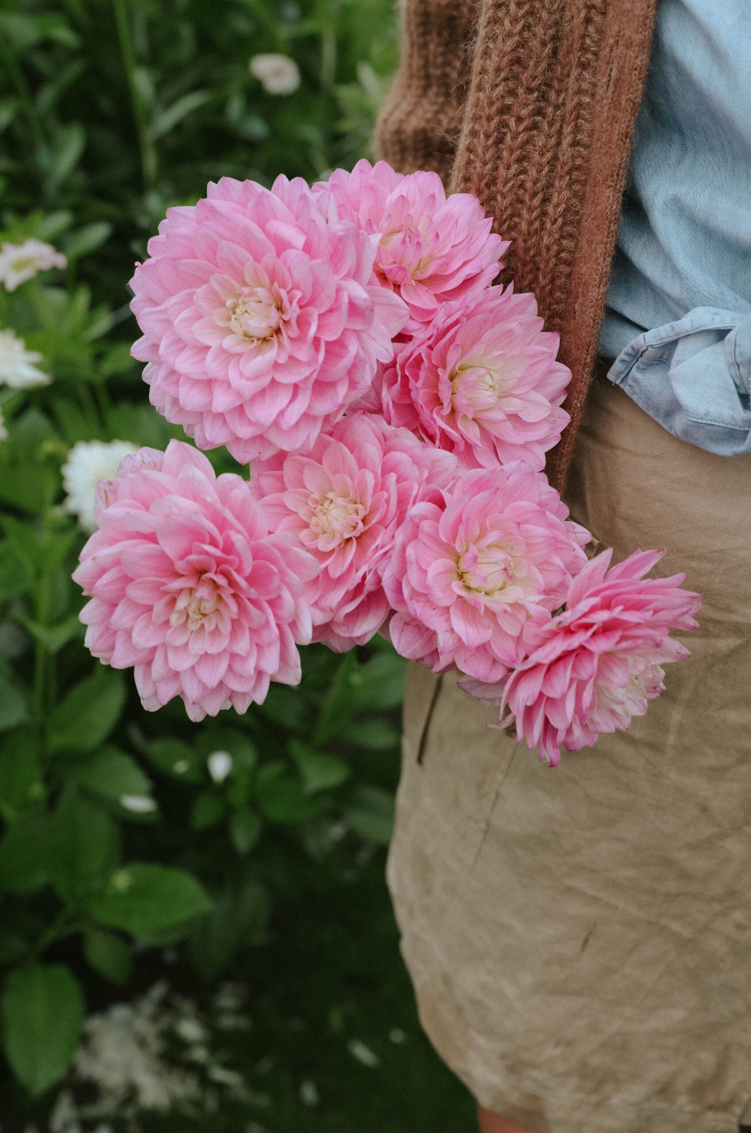 Dahlia - Karma Prospero