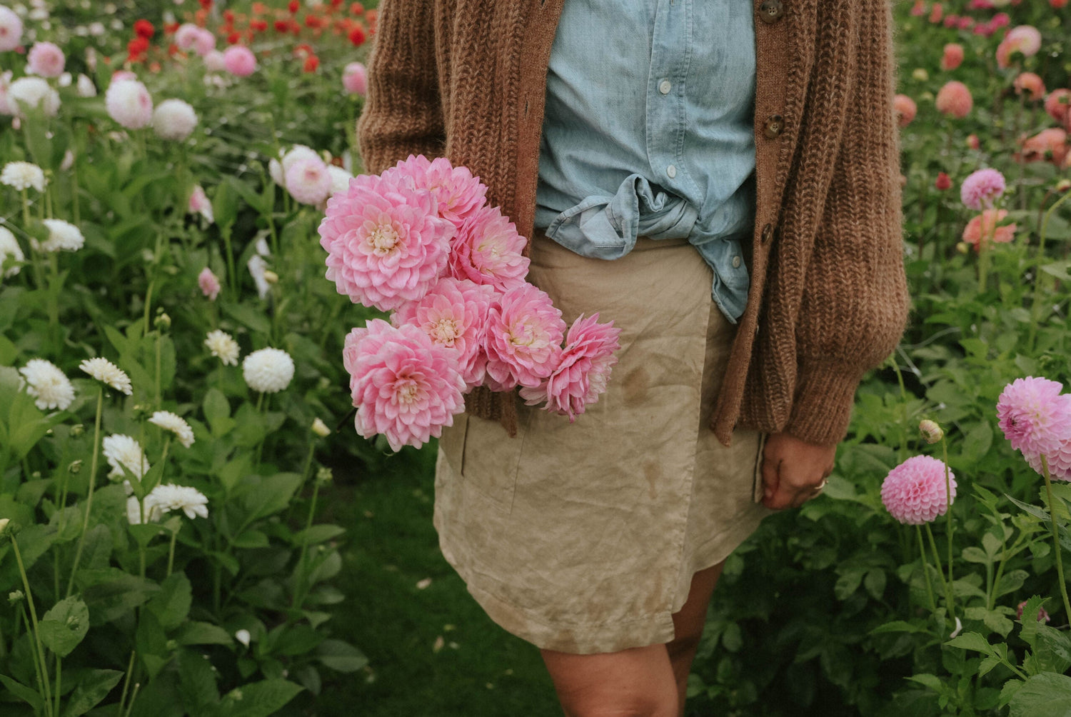 Dahlia - Karma Prospero