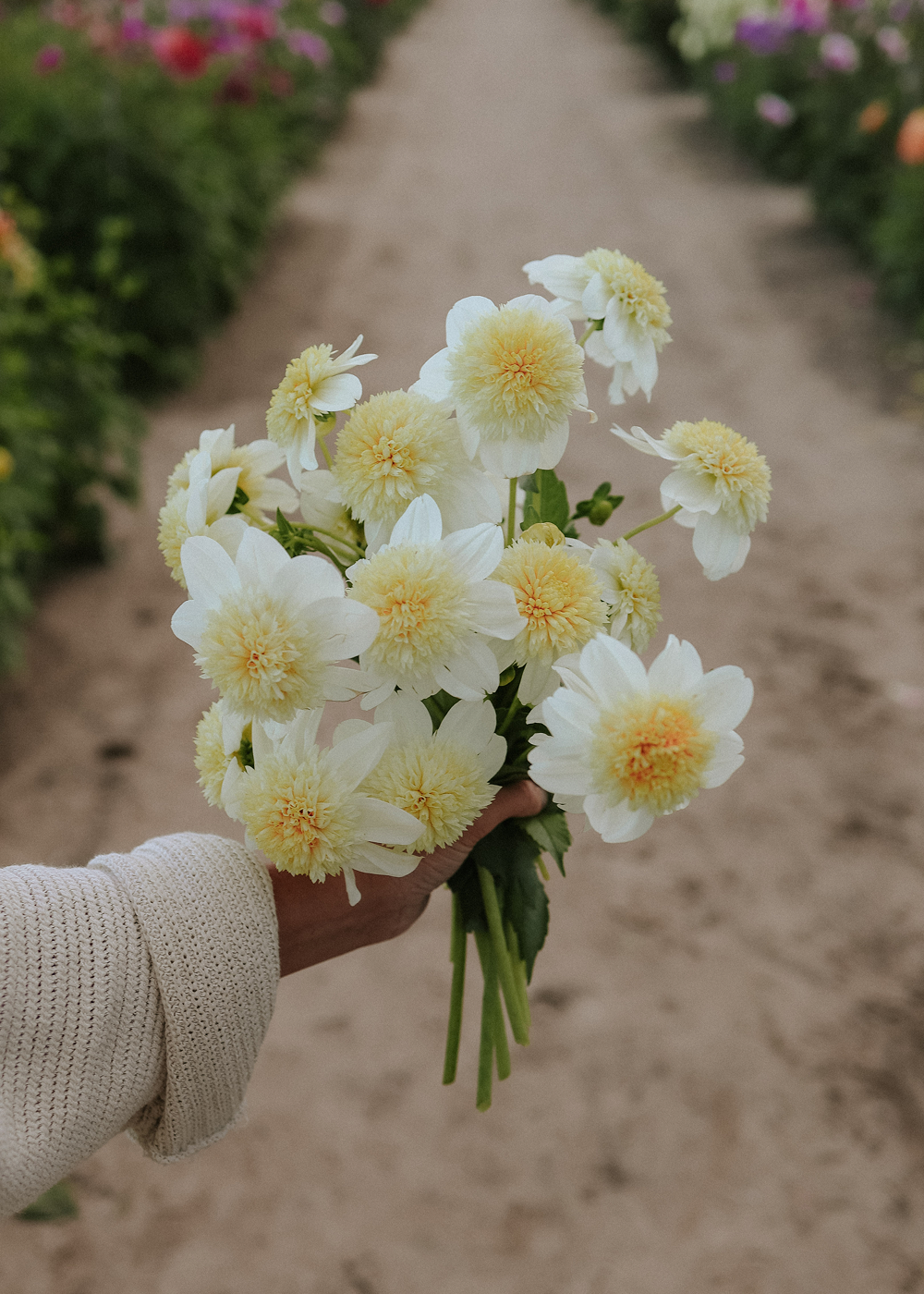 Dahlia - Platinum Blonde