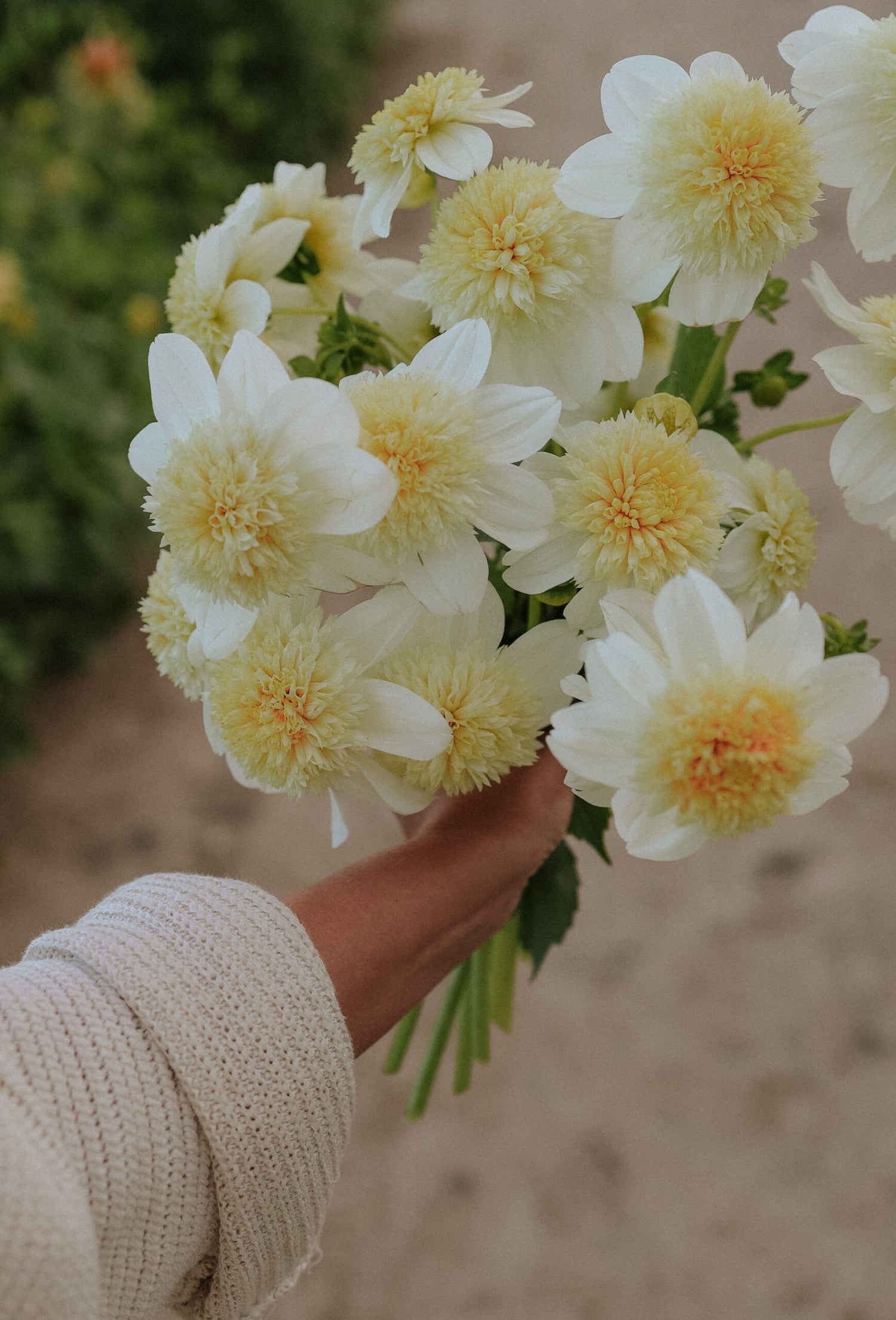 Dahlia - Platinum Blonde