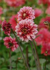 Dahlia - Senior's Hope
