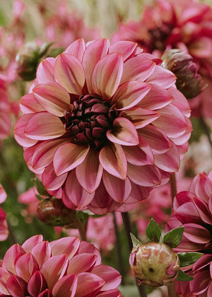 Dahlia - Senior's Hope