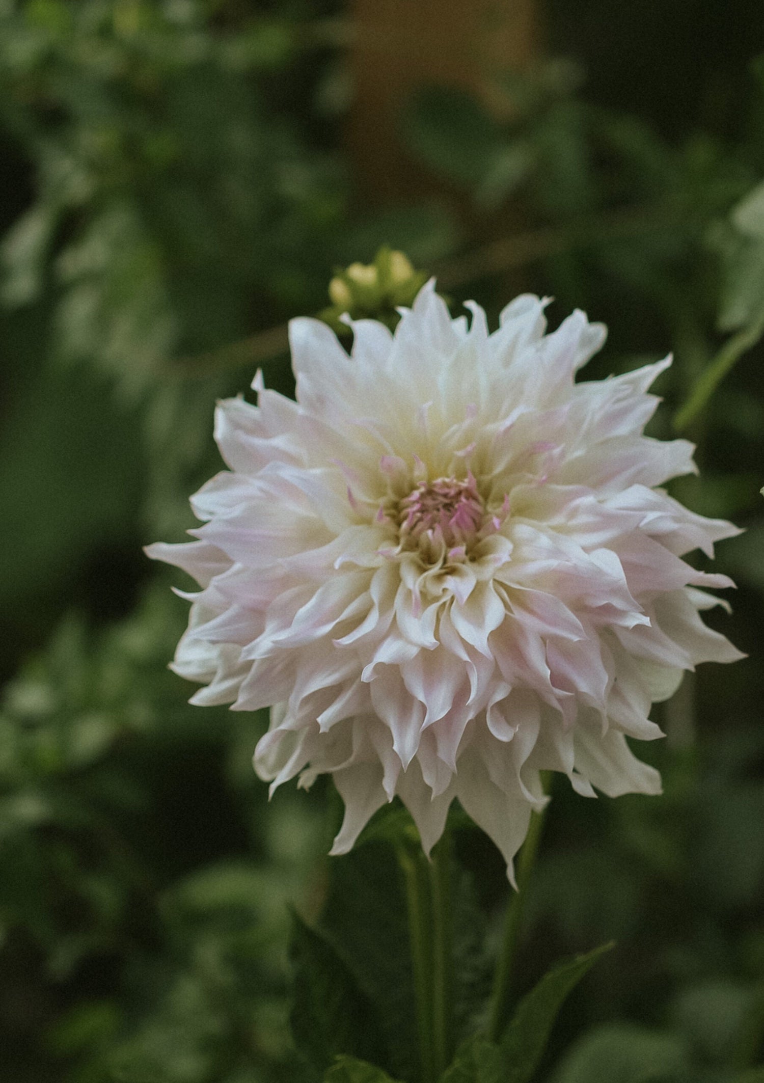 Dahlia - Shiloh Noelle