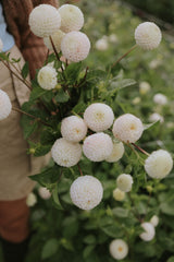 Dahlia - Small World