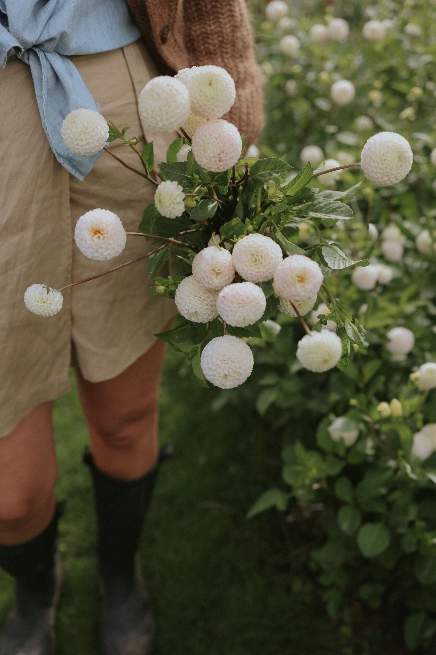 Dahlia - Small World