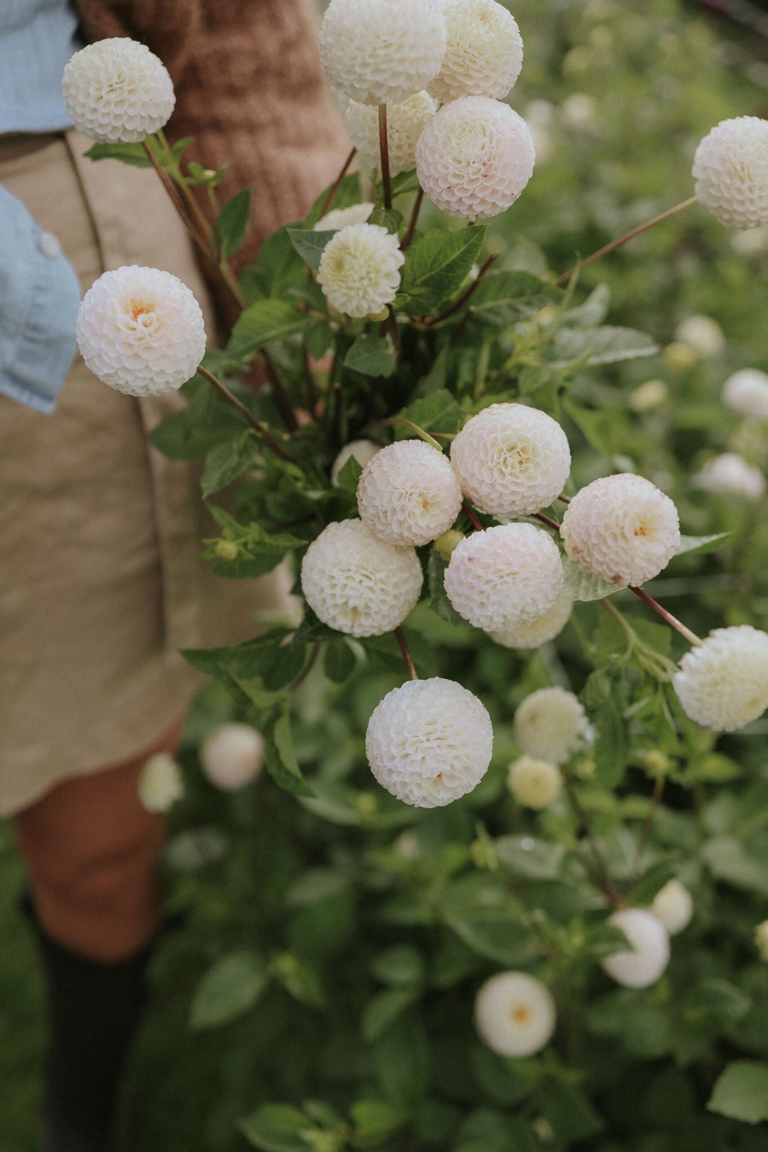 Dahlia - Small World