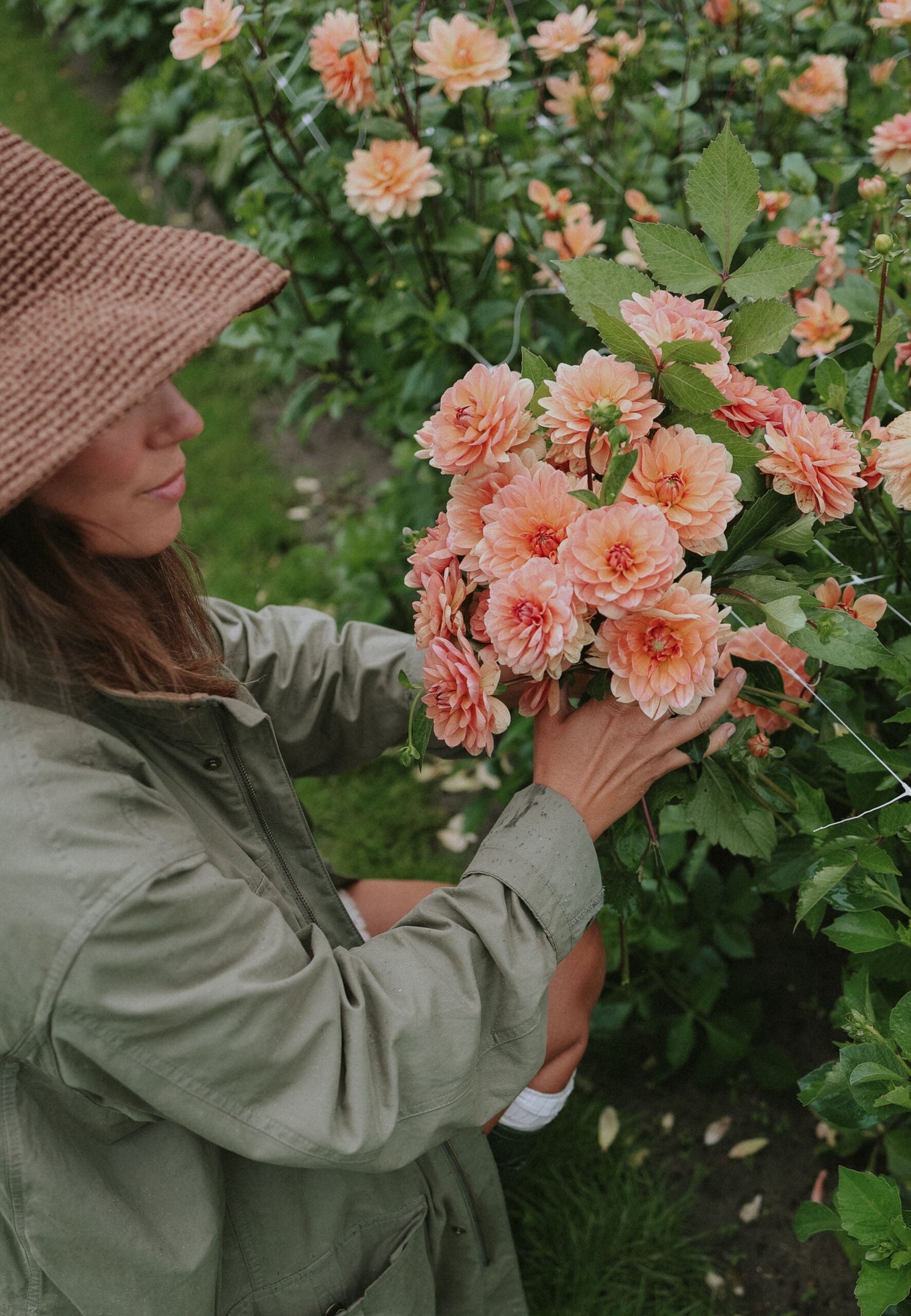 Dahlia - Yelno Harmony