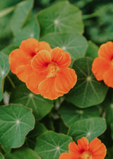 Slyngblomsterkarse - Double Orange Gleam