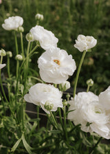 Ranunkel – Elegance Bianco