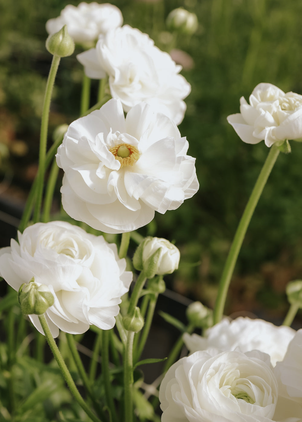 Ranunculus – Elegance Bianco