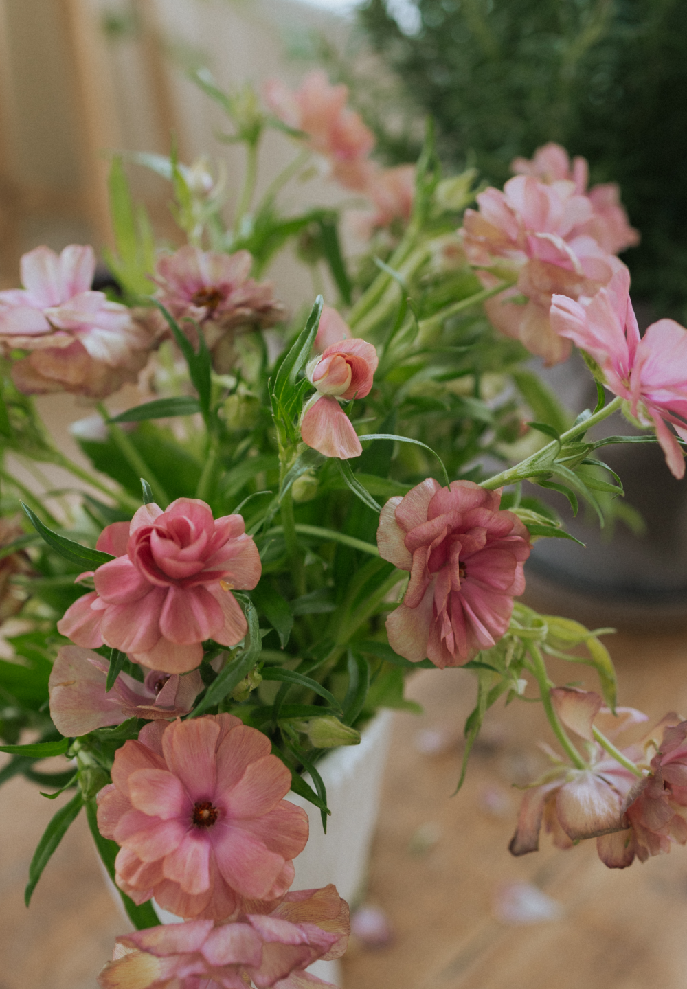 Butterfly Ranunculus - Musa