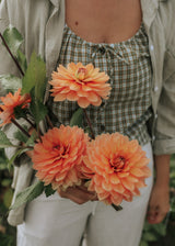 Dahlie - Nicholas