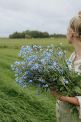 Chinese Forget-Me-Not - Mystic Blue