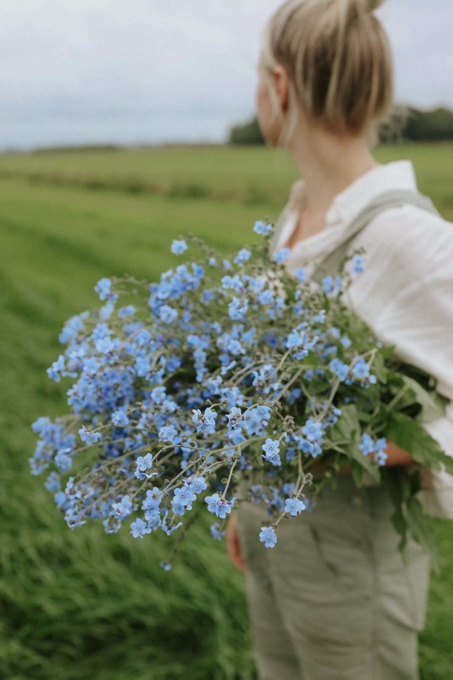 Chinese Forget-Me-Not - Mystic Blue